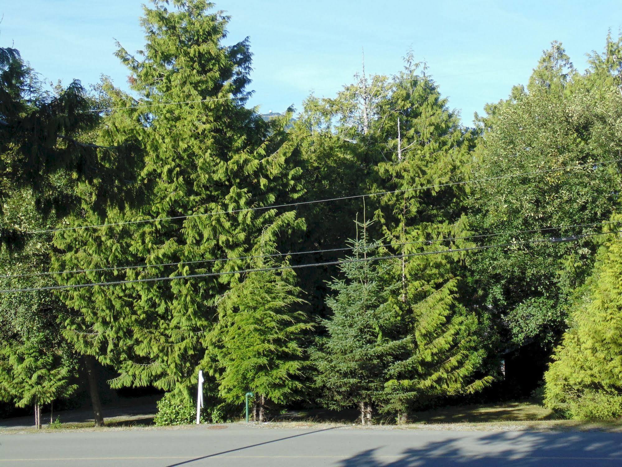 Ocean Mist Guesthouse Ucluelet Dış mekan fotoğraf